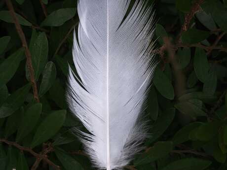 Biblis en folie - Exposition interactive sur les plumes et les oiseaux