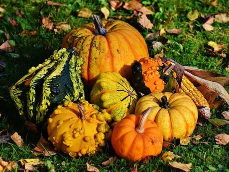 Concours de courges et de déguisements