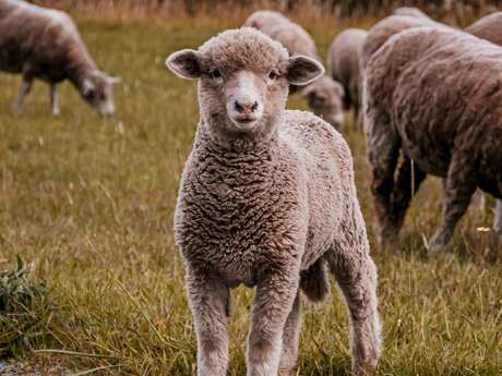 Rencontre avec Jade, bergère dans le lot
