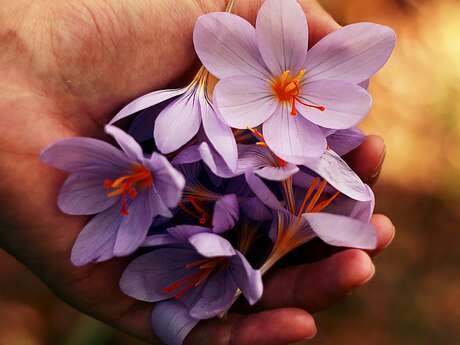 Floralies à Bétaille