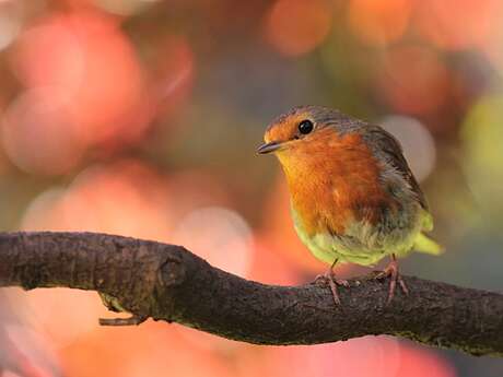 Journée faune ! au Jardin Bourian