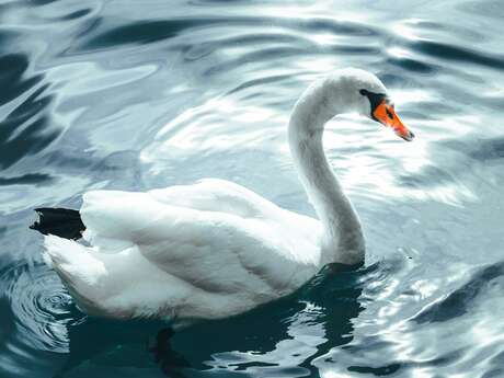 Théâtre - les Méfaits du Cygne