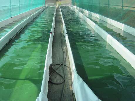 Eté à la ferme: visite de l'exploitation "Spiruline des Gabariers"