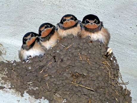 Initiation à la reconnaissance des oiseaux des jardins