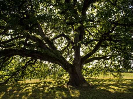 Le chêne de Tombeboeuf