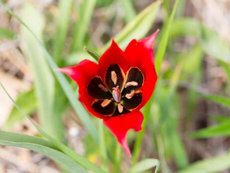 Le verger à tulipes de Villebramar