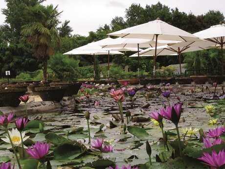 Café Marliacea - Latour-Marliac