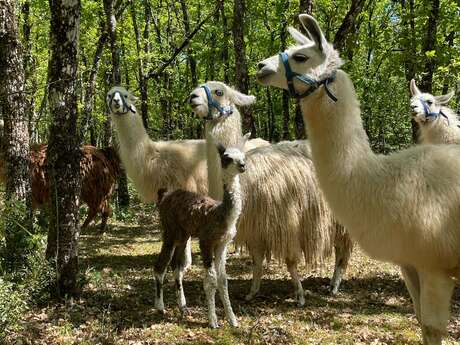 Les Lamas de Pechzen - Randonnée en autonomie avec un lama