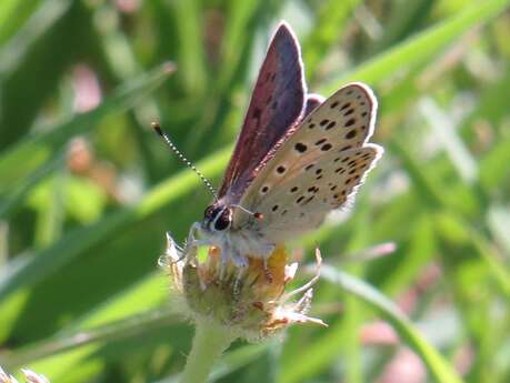 Le Moulin de la ville
