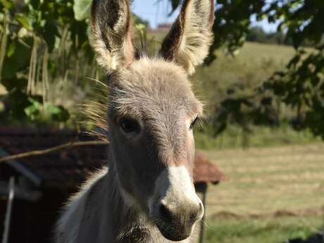 Association Bulle d’âne