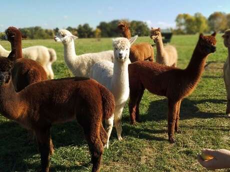 Animalaine : Alpagas de la Vallée du Lot