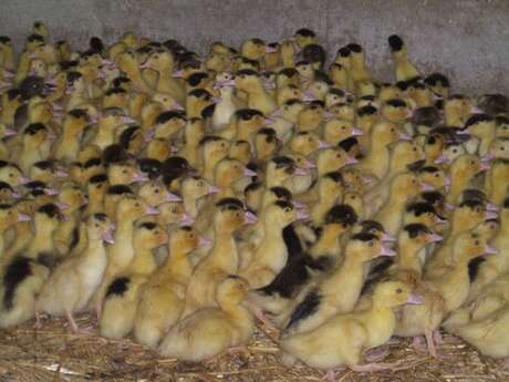 La Ferme de Sarboise