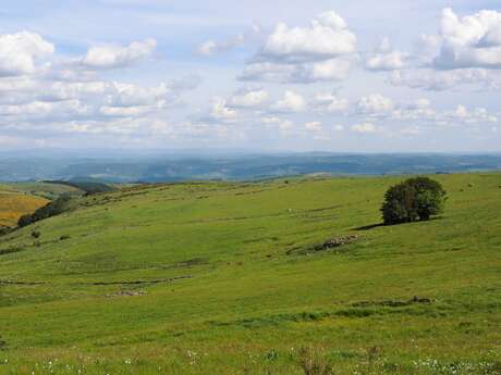 LE PLATEAU DE L'AUBRAC