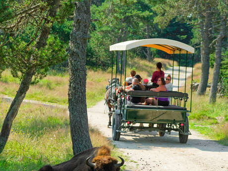 RESERVE DES BISONS D'EUROPE