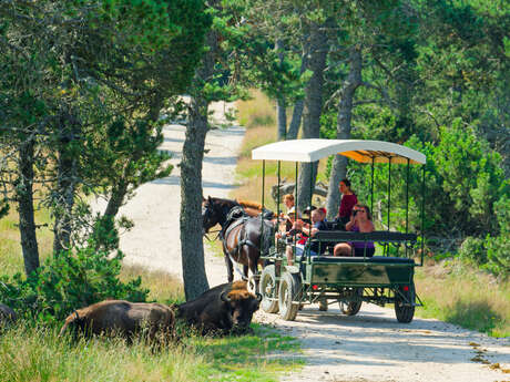 RESERVE DES BISONS D'EUROPE RESERVE DES BISONS D'EUROPE