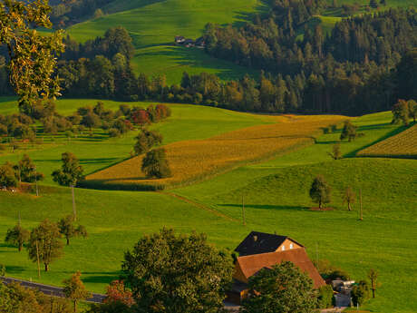 UN ÉTÉ À LA FERME : FRAISSINET