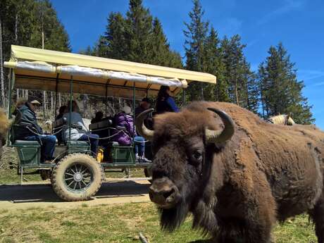 RESERVE DES BISONS D'EUROPE