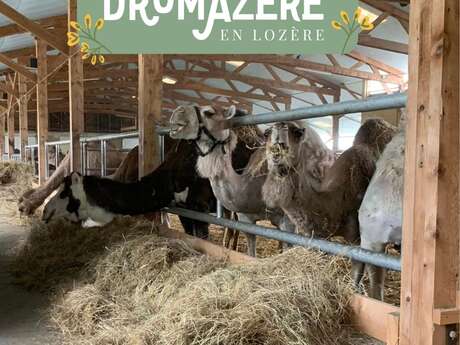 DROMAZÈRE