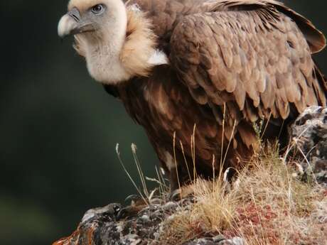 LES INITIATIONS ORNITHO