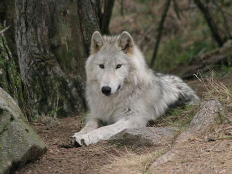 PARC DES LOUPS DU GEVAUDAN