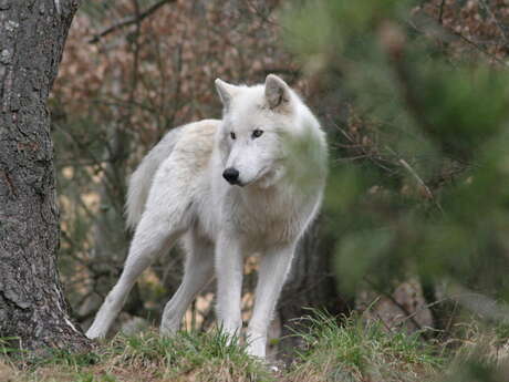 PARC DES LOUPS DU GEVAUDAN