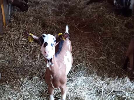 UN ÉTÉ À LA FERME : LE MAZELET