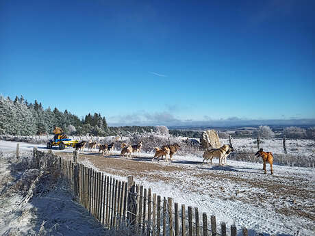 LEILA'VENTURE - CHIENS DE TRAINEAUX