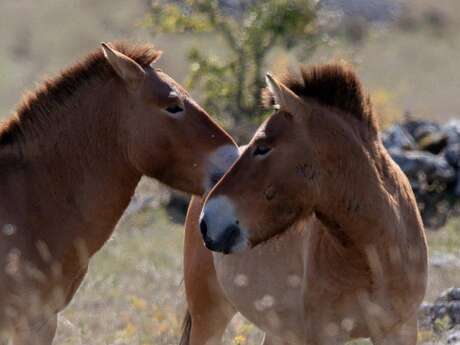 ASSOCIATION TAKH - CHEVAUX DE PRZEWALSKI