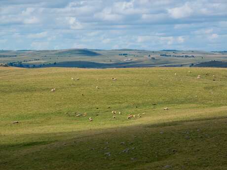 LE PLATEAU DE L'AUBRAC