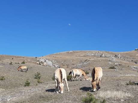 ASSOCIATION TAKH - CHEVAUX DE PRZEWALSKI