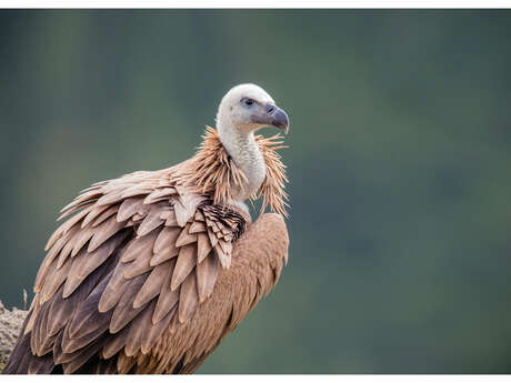 MAISON DES VAUTOURS MAISON DES VAUTOURS