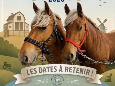 CONCOURS DE MODELE ET ALLURES DE CHEVAUX DE TRAIT