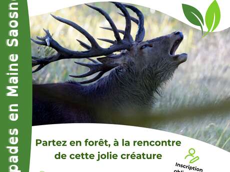 Escapades en Maine Saosnois - À l'écoute du brame du cerf