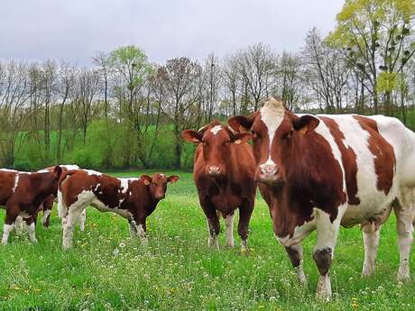 Visite d'un élevage de bovines Rouge des Prés - mercredi du terroir