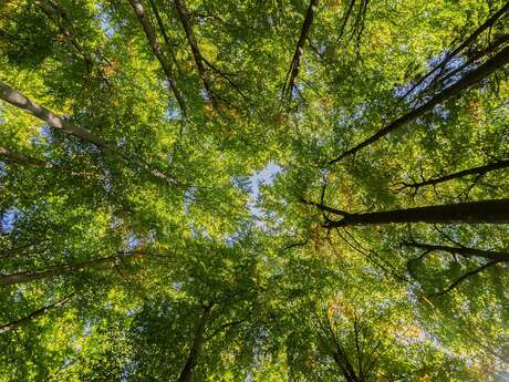 BAIN DE FORET