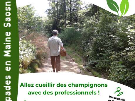 Escapades en Maine Saosnois : Sortie champignons en forêt de Perseigne