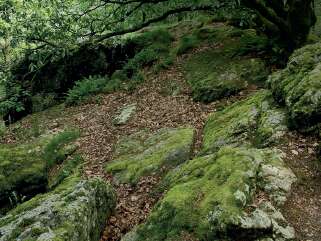 Aux racines de la Forêt