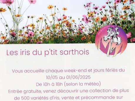 Les Iris du P'tit Sarthois