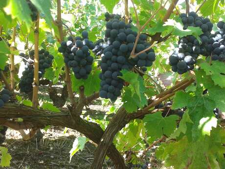 DOMAINE DU LOGIS