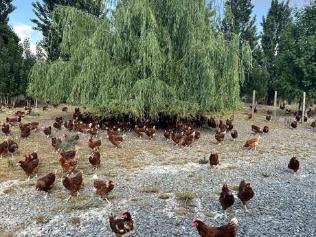 Visite d'un élevage de poulets de Loué "La Detterie" - mercredi du terroir