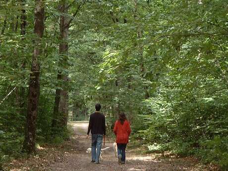 DÉCOUVERTE DU BOIS DE LA JEUNERIE A BRISSARTHE