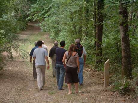Bois de la Jeunerie à Brissarthe