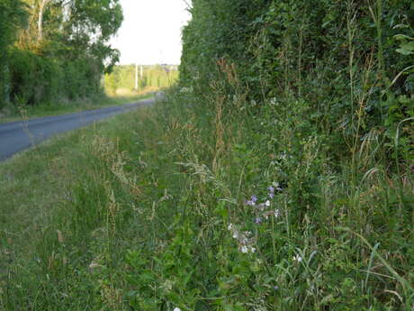 SENTIER DES ROCHES À BOUILLÉ-MÉNARD