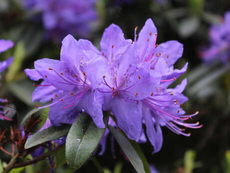 Pleine saison des Rhodos aux Jardins des Renaudies