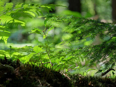 La nature dans tous les sens !