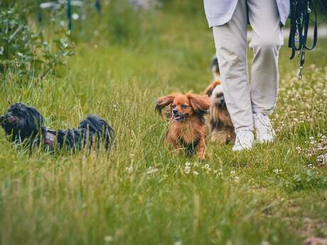 Cani rando en partenariat avec "Sled dog ride"