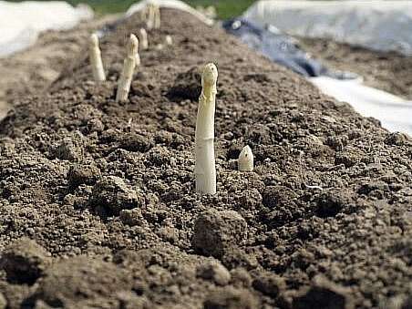 PRODUCTION D'ASPERGES