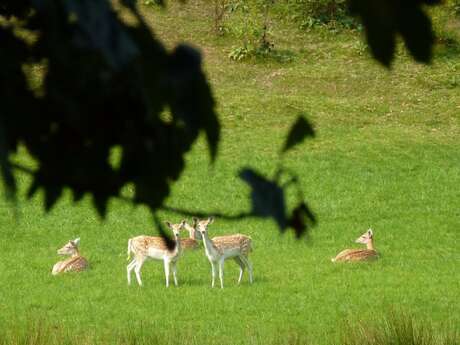 Journées européennes du patrimoine - S'émerveiller au parc médiéval de l'Évêque