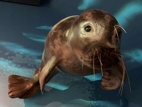 P'tite visite sur les phoques dans la baie du Mont Saint-Michel