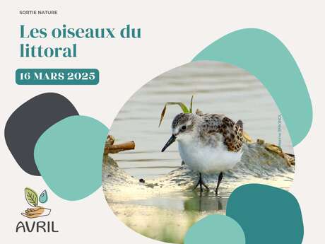 Les oiseaux du littoral